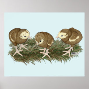 Póster Pavos de Chocolate