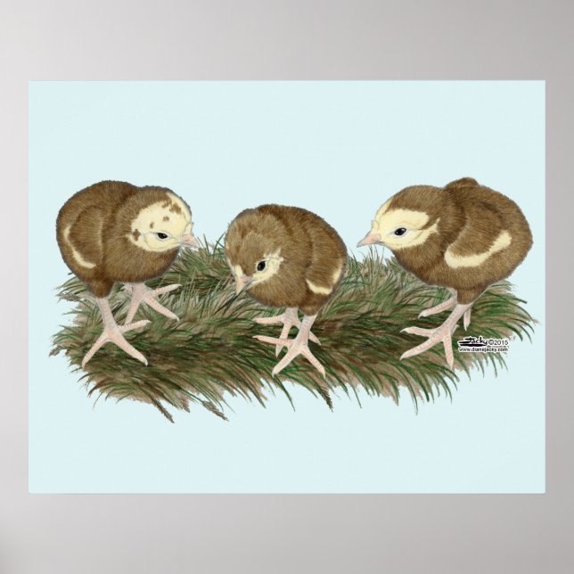 Póster Pavos de Chocolate (Frente)