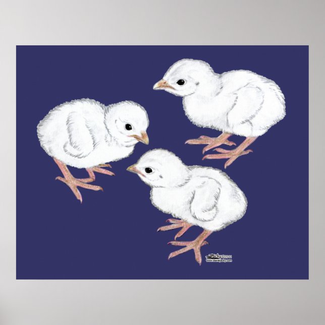Póster Pavos Guinea Blancos (Frente)