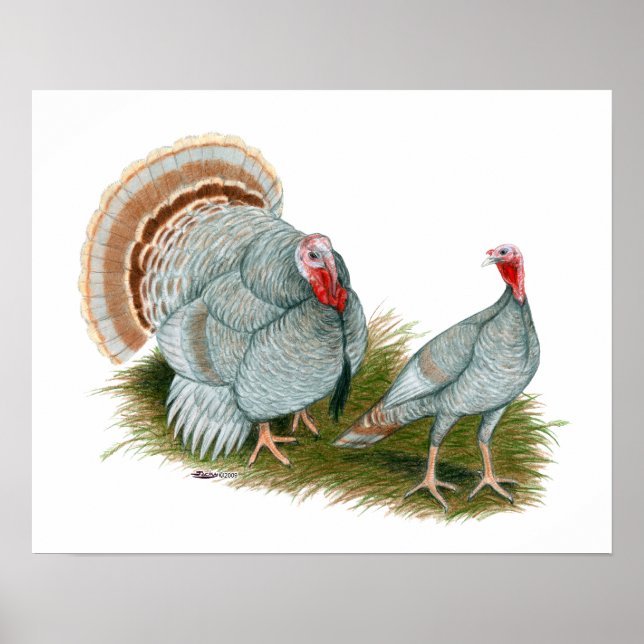 Póster Pavos: Lilac (Frente)