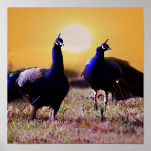 Póster Pavos reales azules