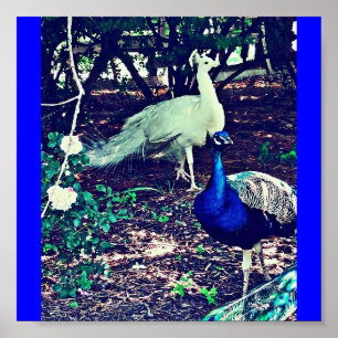 Póster Pavos reales del vintage