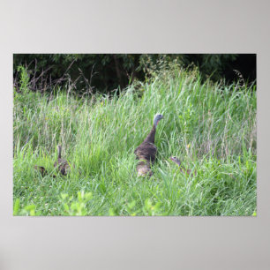 Póster Pavos salvajes en Poster de hierba