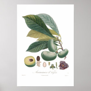 Póster Pawpaw