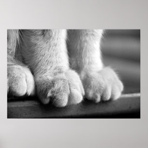 Póster Paws of Legend