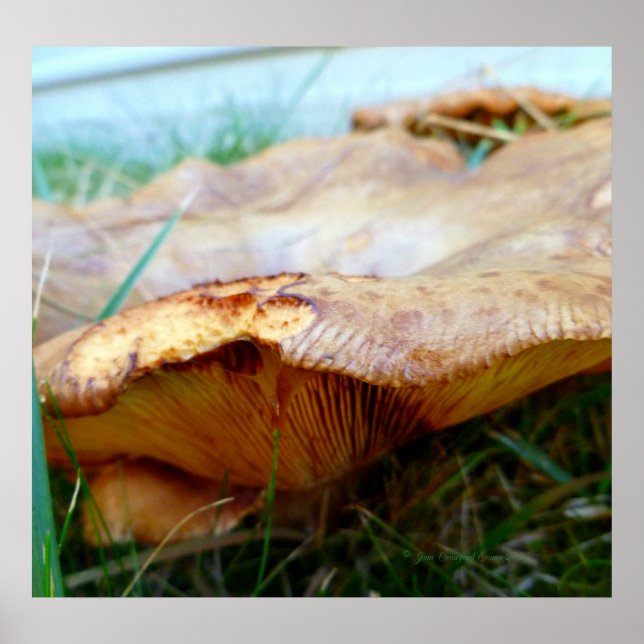 Póster Paxillus involutus (Frente)