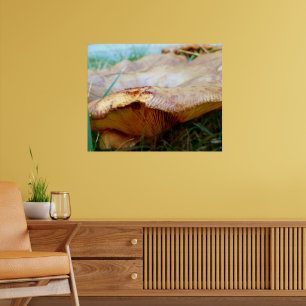 Póster Paxillus involutus