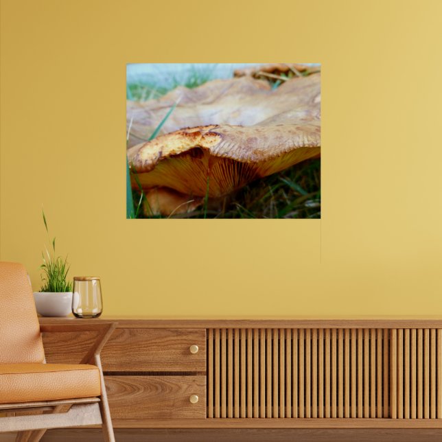 Póster Paxillus involutus (Salón 2)