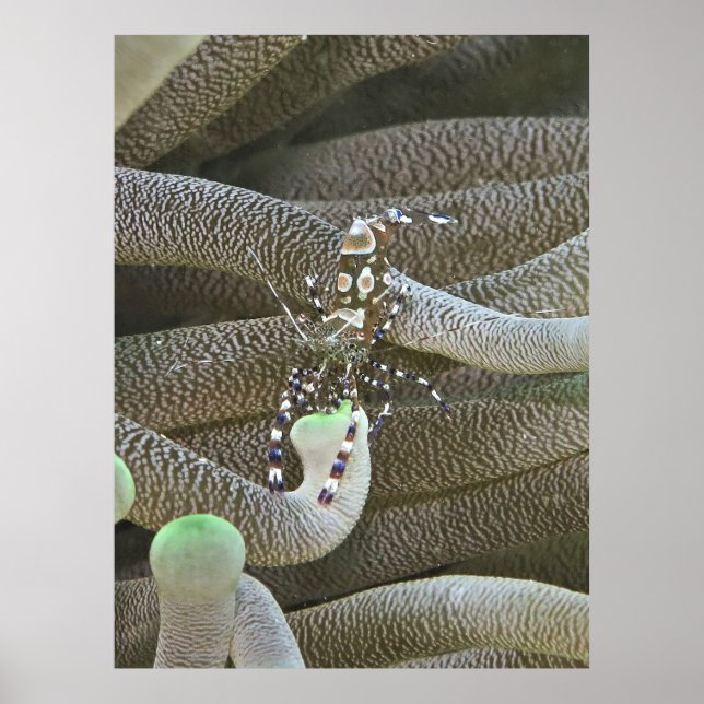 Póster Payaso (Frente)