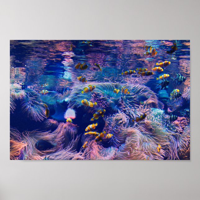 Póster Payaso Pescado y acuario morado (Frente)