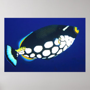 Póster Payasos en azul