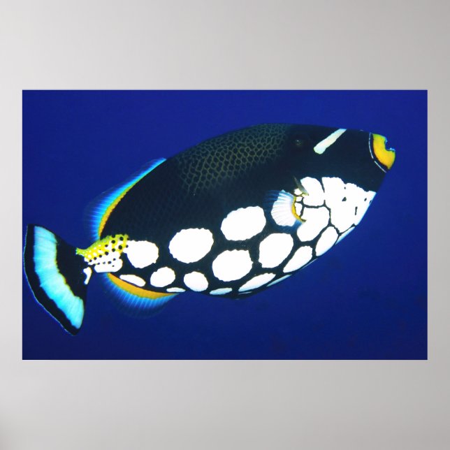 Póster Payasos en azul (Frente)