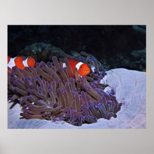 Póster Payasos y gambas