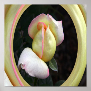 Póster Paz Rosa Amor......