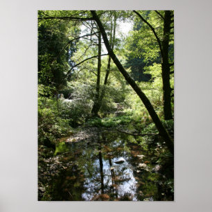 Póster "Paz verde", Muir Woods