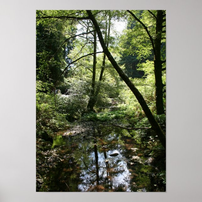Póster "Paz verde", Muir Woods (Frente)