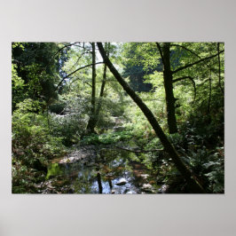 Póster "Paz verde", Muir Woods