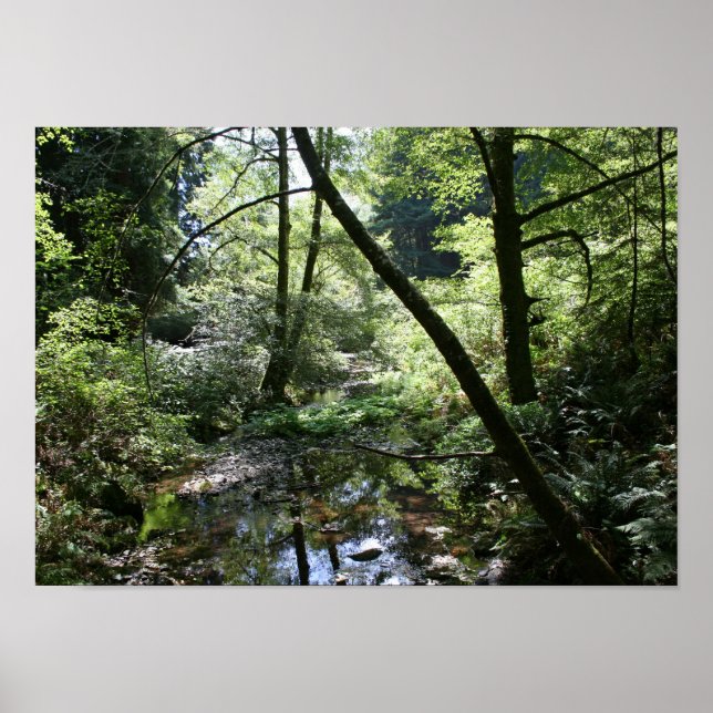 Póster "Paz verde", Muir Woods (Frente)