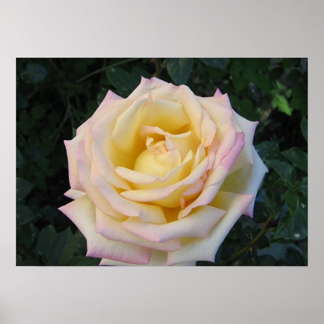 Póster Peace Rose (Frente)