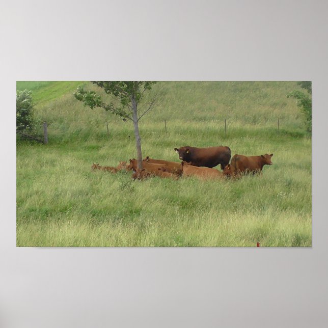 Póster Peaceful Day Cows in Pasture Photography Poster (Frente)