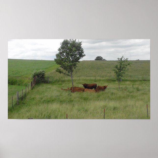 Póster Peaceful Day in Wisconsin Cow Photography Poster (Frente)