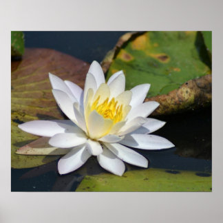 Póster Peaceful Lotus for a space that needs Zen