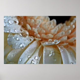 Póster Peach Gerbera