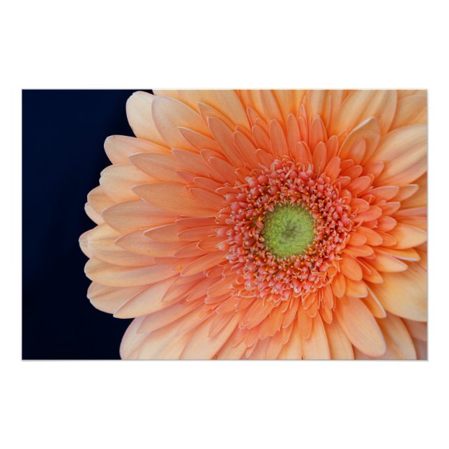 Póster Peach Gerbera (Anverso)