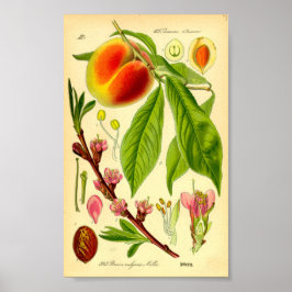 Póster Peach (Prunus persica)