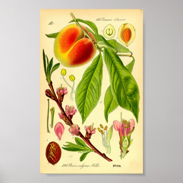 Póster Peach (Prunus persica) (Frente)