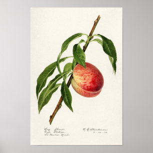 Póster Peach (Prunus Persica) Fruit Watercolor Pintado