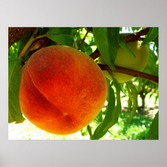 Póster Peach Ripe Fresca (Frente)