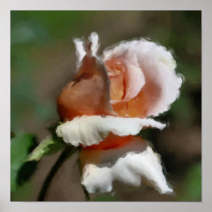 Póster Peach Rosebud Flower Art