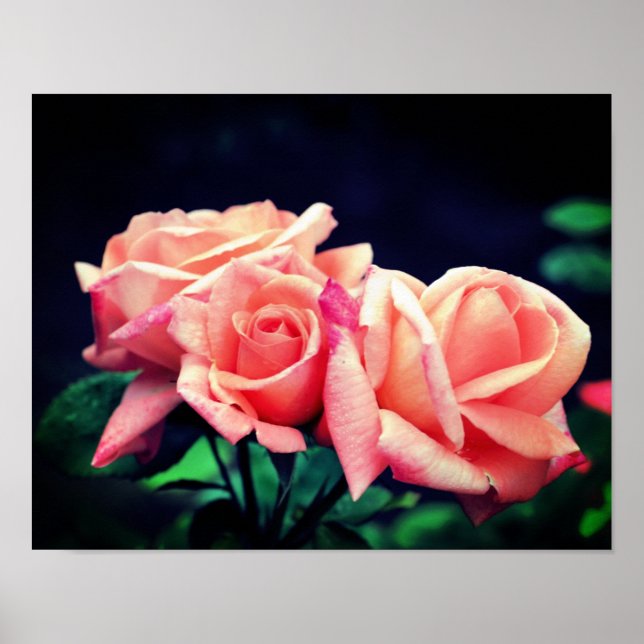 Póster Peach Rosebud Trio (Frente)