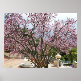 Póster Peach Tree in bloom - Hearst Castle 2005