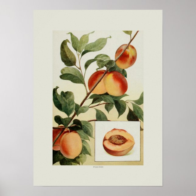 Póster Peaches (Frente)
