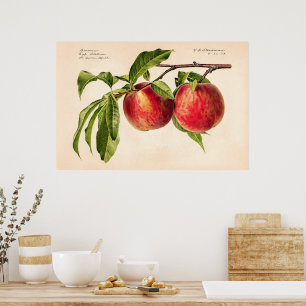 Póster Peaches (Prunus Persica) por Royal Charles Steadma