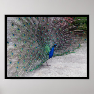 Póster Peacock