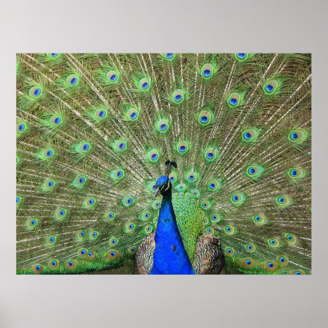 Póster Peacock (Frente)