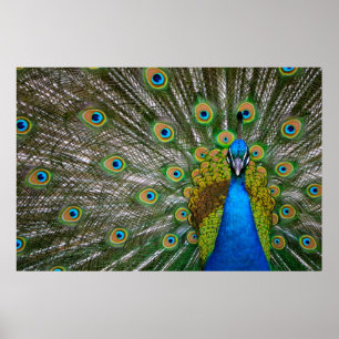 Póster Peacock