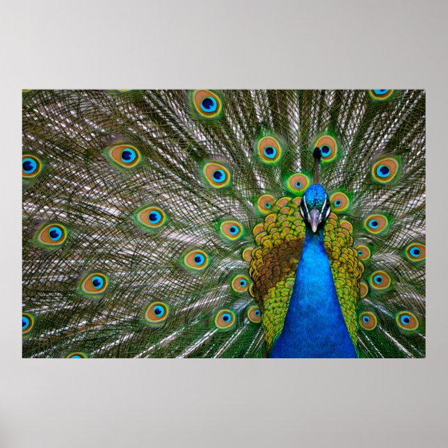 Póster Peacock (Frente)