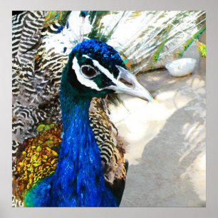 Póster Peacock