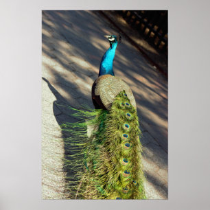 Póster Peacock