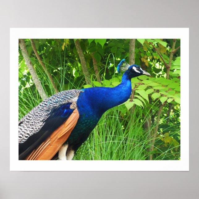 Póster Peacock (Frente)