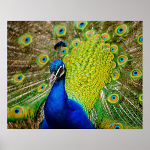 Póster Peacock