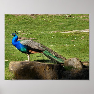 Póster Peacock