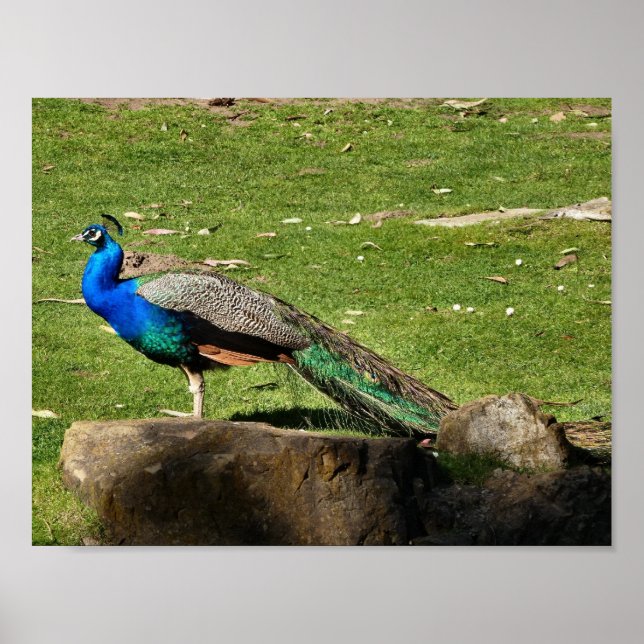 Póster Peacock (Frente)
