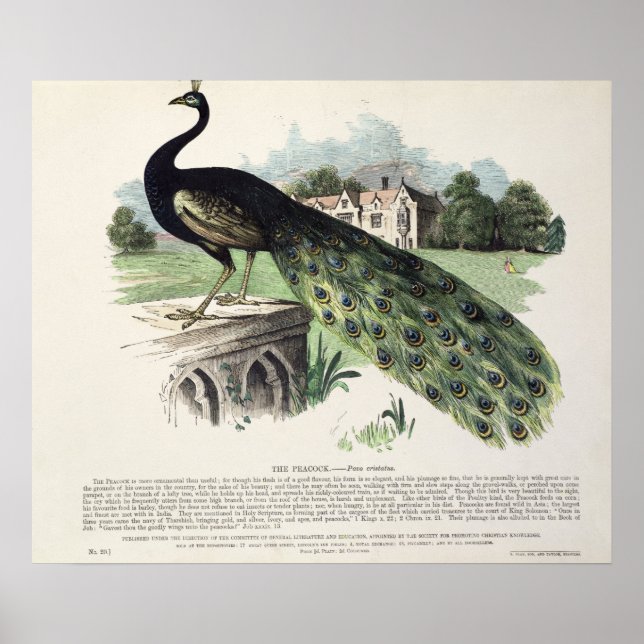 Póster Peacock (Frente)