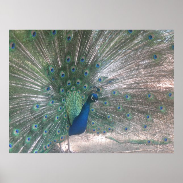 Póster Peacock (Frente)