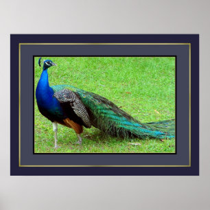 Póster Peacock